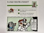 Domestic Animals